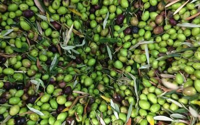 Olives Harvest