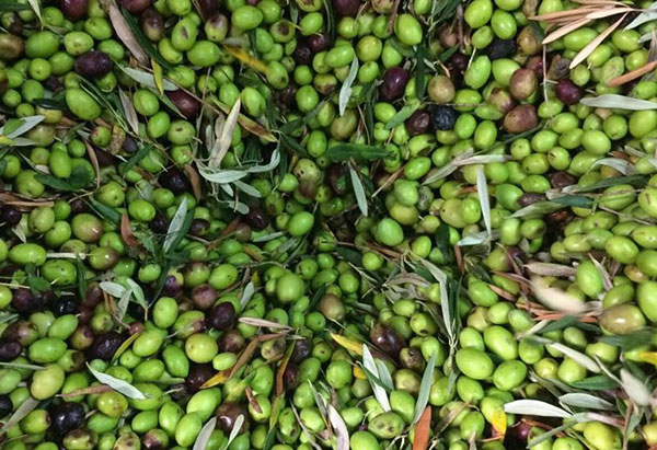 Olives Harvest