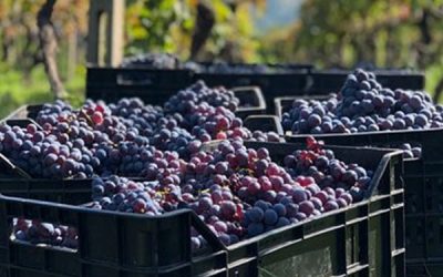 Grapes Harvest