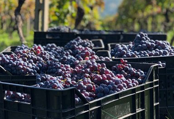 Grapes Harvest